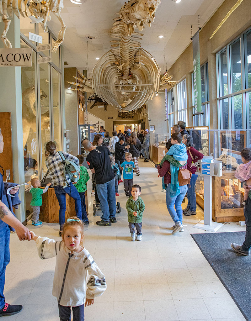 Families walk through the Sierra College Natural History Museum at Dino Day 2023.