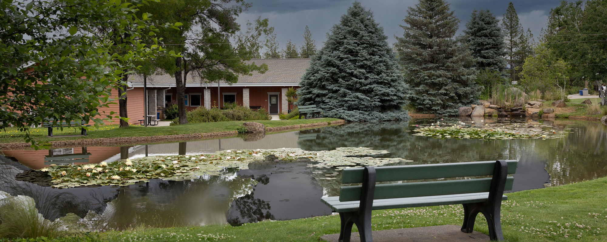 Nevada County Campus koi pond